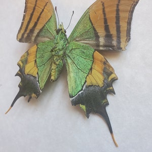 Golden Belt Swallowtail Teinopalpus Imperialis Emperor Of India Framed Shadowbox