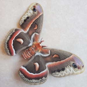 May include: A detailed image of a moth, showcasing its patterned wings. The wings display a mix of brown, red, and cream hues, with a distinctive eye-like marking. The moth's body is a blend of orange and brown, with a striped abdomen.