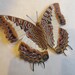 see more listings in the Butterflies section