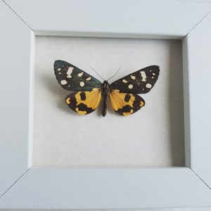 Panaxia Scarlet Tiger Moth Callimorpha Dominula Framed Arctiinae Shadowbox Display image 7