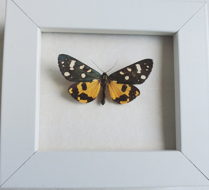 Panaxia Scarlet Tiger Moth Callimorpha Dominula Framed Arctiinae Shadowbox Display image 7