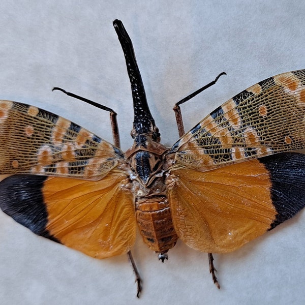Dark-horned Lanternfly Pyrops Spinolae Framed Cicada In Shadowbox