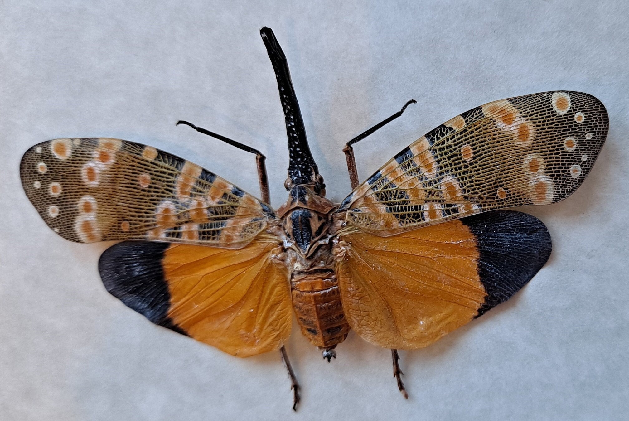 帰蝶　SSP Dark-horned Lanternfly Pyrops Spinolae Framed Cicada in Shadowbox