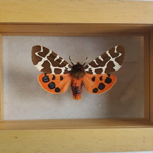 Great Garden Tiger Moth Arctia Caja Lepidoptera Woolly Bear Caterpillar In Double Glass Frame image 4