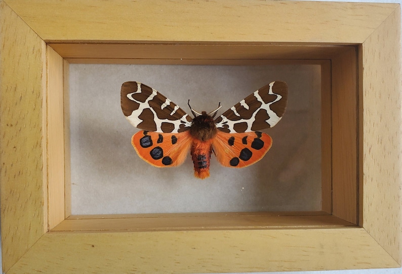 Great Garden Tiger Moth Arctia Caja Lepidoptera Woolly Bear Caterpillar In Double Glass Frame image 4