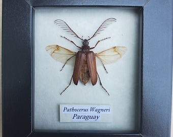 Antlered Longhorn Beetle Pathocerus Wagneri Framed Coleoptera Display