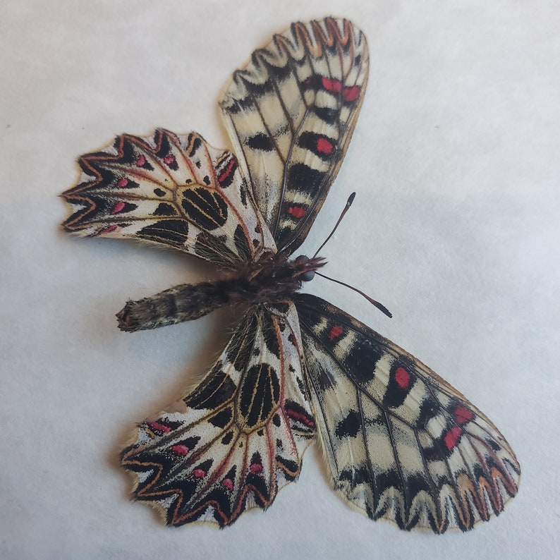 Southern Festoon Zerynthia Polyxena Framed Lepidoptera Shadowbox image 3