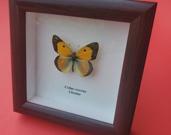 Clouded Yellow Butterfly Colias Croceus Framed Pieridae Shadowbox