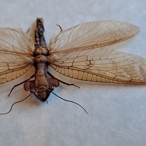 May include: A close-up of a brown insect with large, translucent wings. The insect is lying on a white surface.