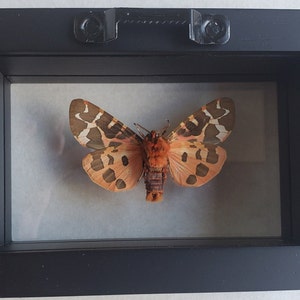 Great Garden Tiger Moth Arctia Caja Lepidoptera Woolly Bear Caterpillar In Double Glass Frame image 7