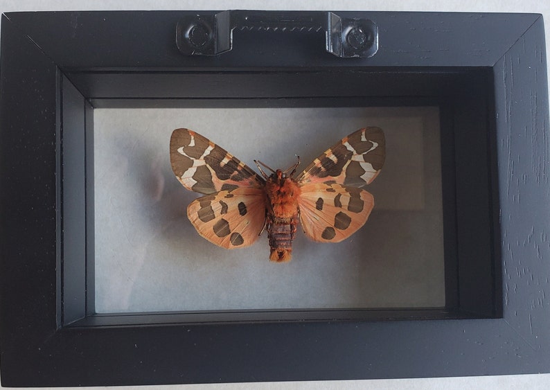Great Garden Tiger Moth Arctia Caja Lepidoptera Woolly Bear Caterpillar In Double Glass Frame image 7