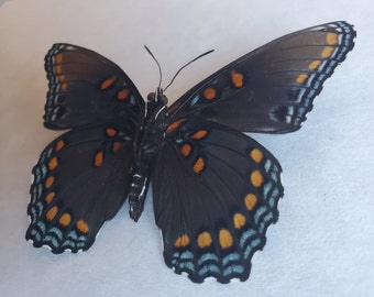 Limenitis Arthemis Red Spotted Purple Admiral Butterfly Entomology Collectible Shadowbox