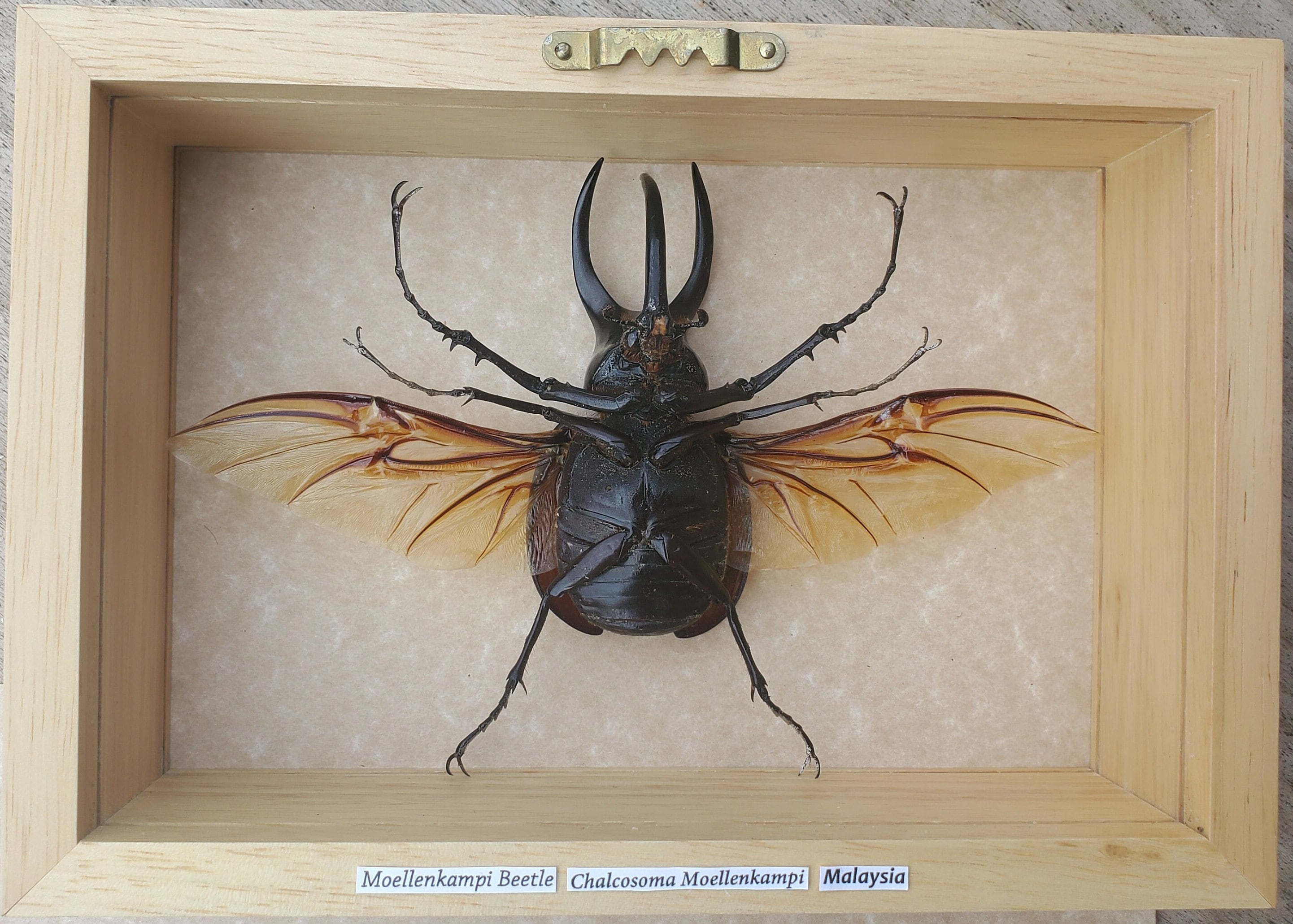 Bottle Opener Beetle Chalcosoma Moellenkampi Framed Coleoptera