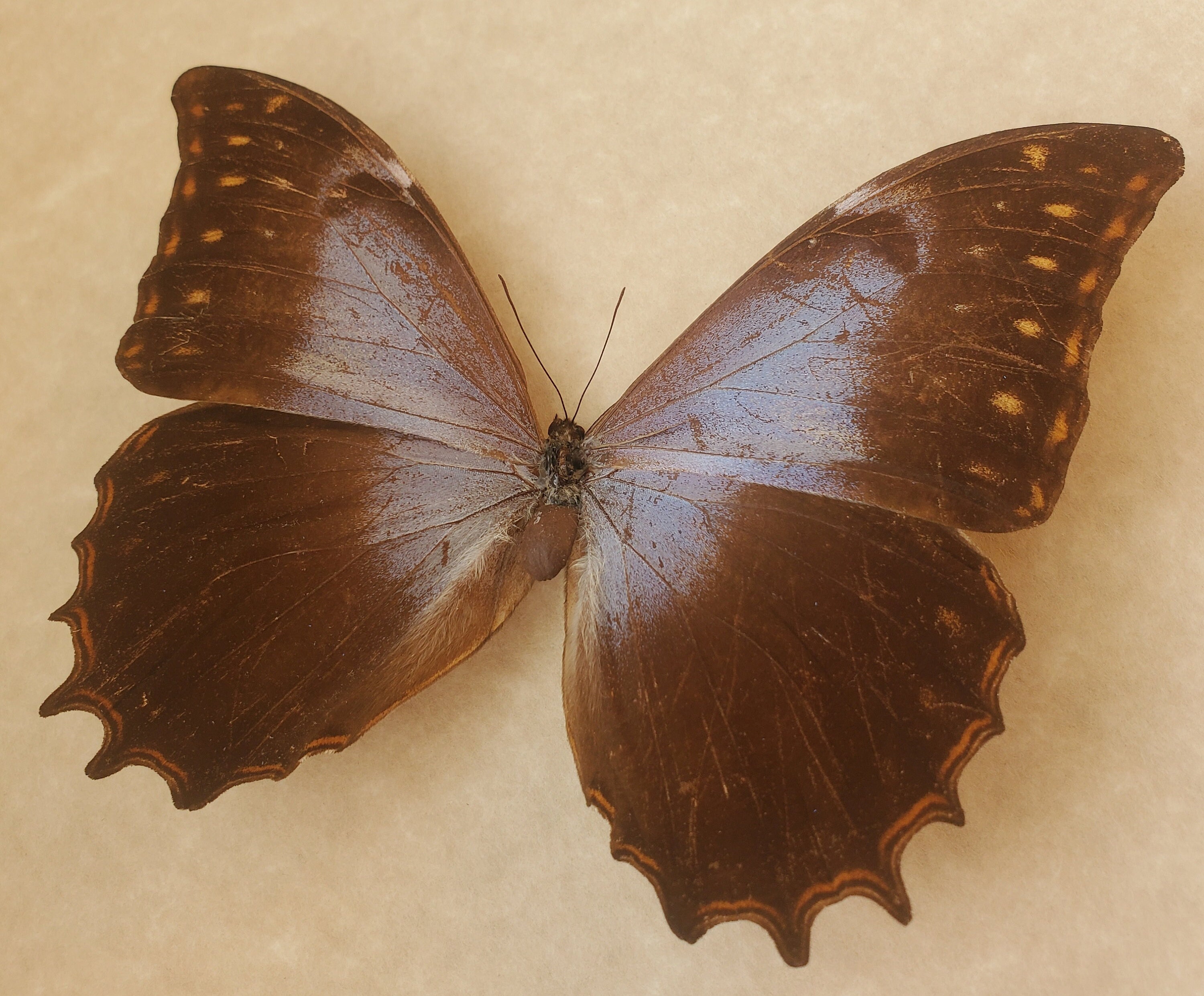 Morpho theseus - Etsy 日本