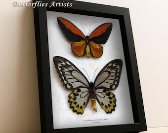 Wallace’s Golden Birdwing Ornithoptera Croesus Lydius Pair Framed Entomology Shadowbox Display