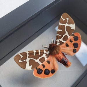 Great Garden Tiger Moth Arctia Caja Lepidoptera Woolly Bear Caterpillar In Double Glass Frame image 2