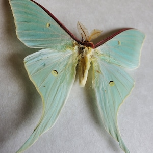Polilla Luna Actias Tropaea Luna, Polilla Luna norteamericana, Lepidópteros enmarcados, Exhibición en caja de sombras