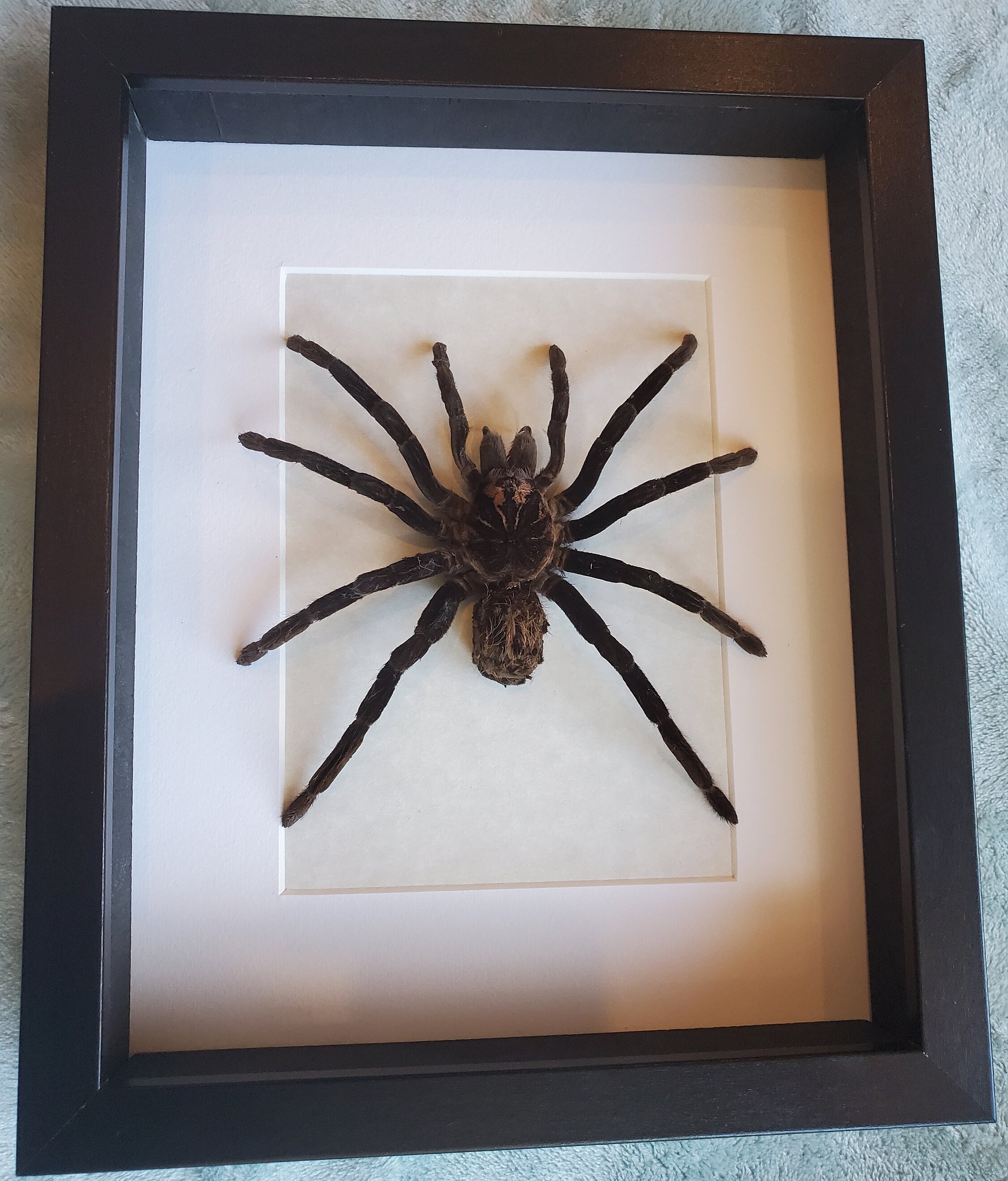 Xenesthis Immanis コロンビアのレッサーブラックタランチュラ バード