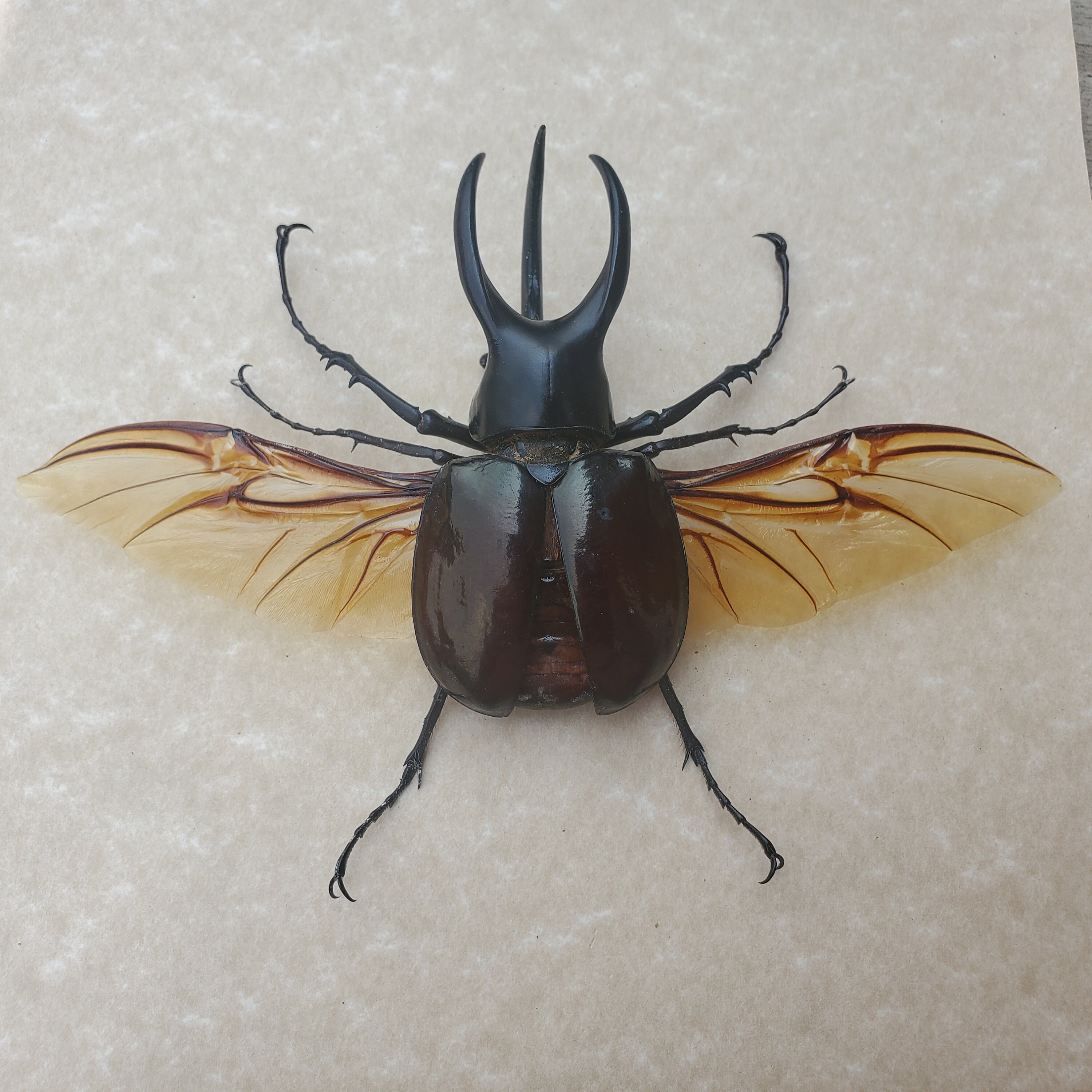 Bottle Opener Beetle Chalcosoma Moellenkampi Framed Coleoptera