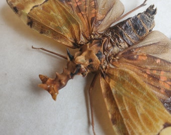 Wart Head Dragon Bug Lanternfly Phrictus Buchei Entomology Collectible Shadowbox