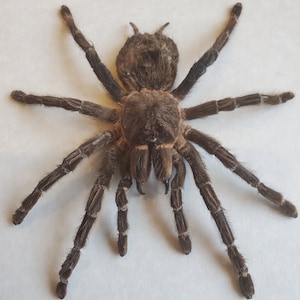 Giant Brazilian Salmon Pink Birdeater Lasiodora parahybana Tarantula Spider Arachnid Shadowbox Display image 8