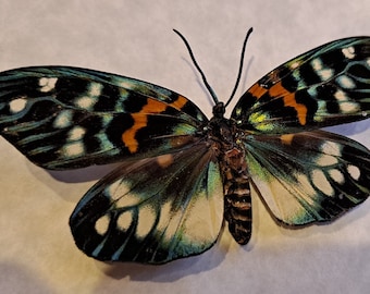 Metallic Green Erasmia Pulchera Day Flying Moth Framed Lepidoptera Display