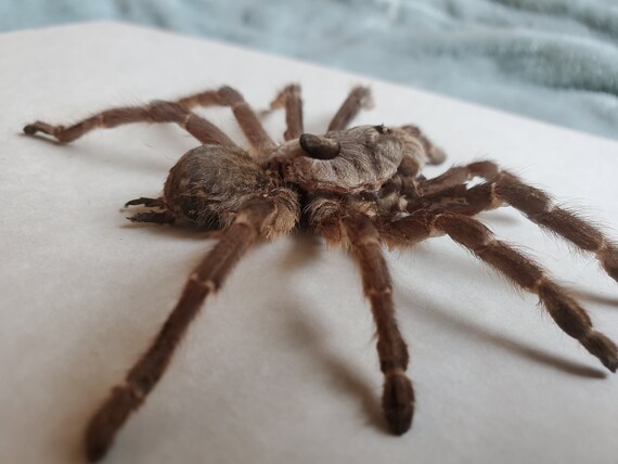 Ceratogyrus Darlingi Burst Horned Baboon Bird Eating Tarantula