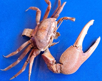 Fiddler Crab Tubuca Dussumieri Framed Crustacea Shadowbox Display