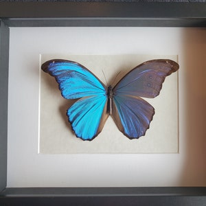 Puede incluir: Especimen de mariposa enmarcado con alas azules y marrones vibrantes. La mariposa está centrada sobre un fondo crema, dentro de un paspartú blanco y un marco rectangular negro. Las alas de la mariposa están abiertas, mostrando sus intrincados patrones.