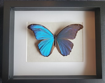 Morpho Didius X 2 Folded Papered Specimens. - Etsy