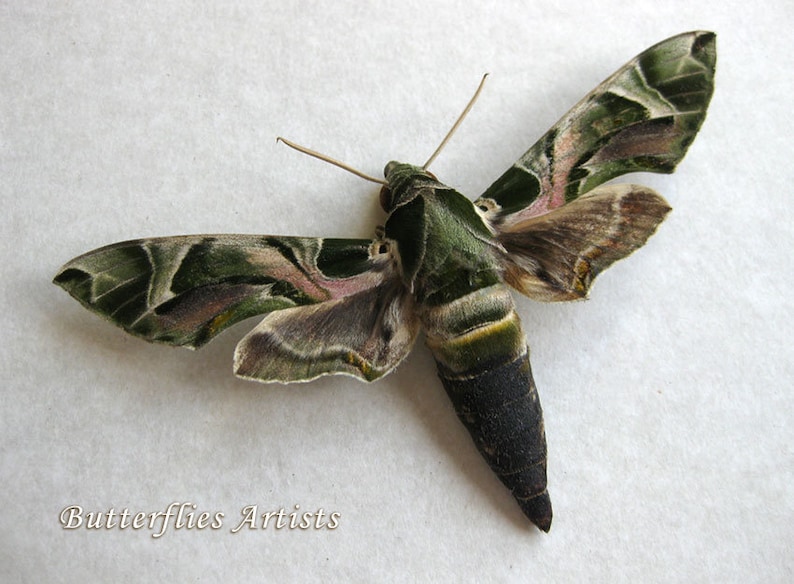 Army Green Oleander Hawk Moth Daphnis Nerii Entomology Etsy