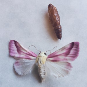 May include: A white moth with pink markings on its wings, with a brown cocoon next to it.