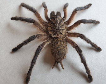 Harpactira Pulchripes Golden Blue Leg Baboon Bird Eating Tarantula Framed Spider Arachnid Swadowbox