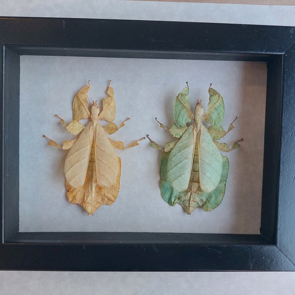 Walking Leaf Phyllium Pulchrifolium Framed Girlfriends Forever Shadowbox Display