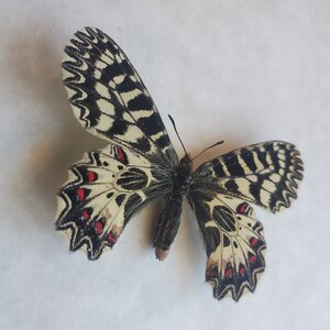 Southern Festoon Zerynthia Polyxena Framed Lepidoptera Shadowbox image 2