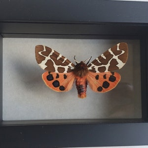 Great Garden Tiger Moth Arctia Caja Lepidoptera Woolly Bear Caterpillar In Double Glass Frame image 6