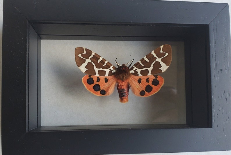 Great Garden Tiger Moth Arctia Caja Lepidoptera Woolly Bear Caterpillar In Double Glass Frame image 6