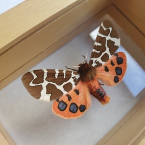 Great Garden Tiger Moth Arctia Caja Lepidoptera Woolly Bear Caterpillar In Double Glass Frame image 3