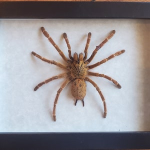 May include: A framed tarantula specimen. The spider is a light brown colour with long, hairy legs and a patterned abdomen. The frame is black and the background is a light, off-white colour.