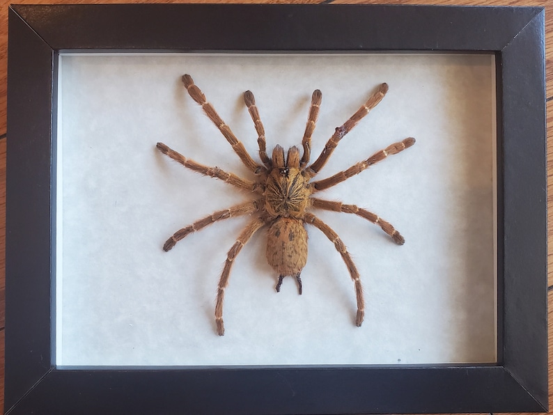 May include: A framed tarantula specimen. The spider is a light brown colour with long, hairy legs and a patterned abdomen. The frame is black and the background is a light, off-white colour.