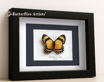 Real Methone Cecilia Rare Golden Black Tail Butterfly Framed Entomology Shadowbox Display