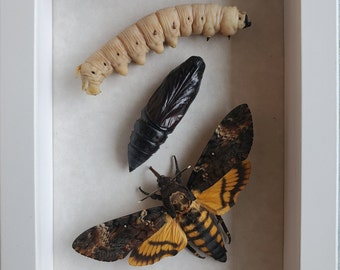 Polilla Halcón Acherontia atropos Ciclo de Vida Entomología Museo Coleccionable Calidad Shadowbox