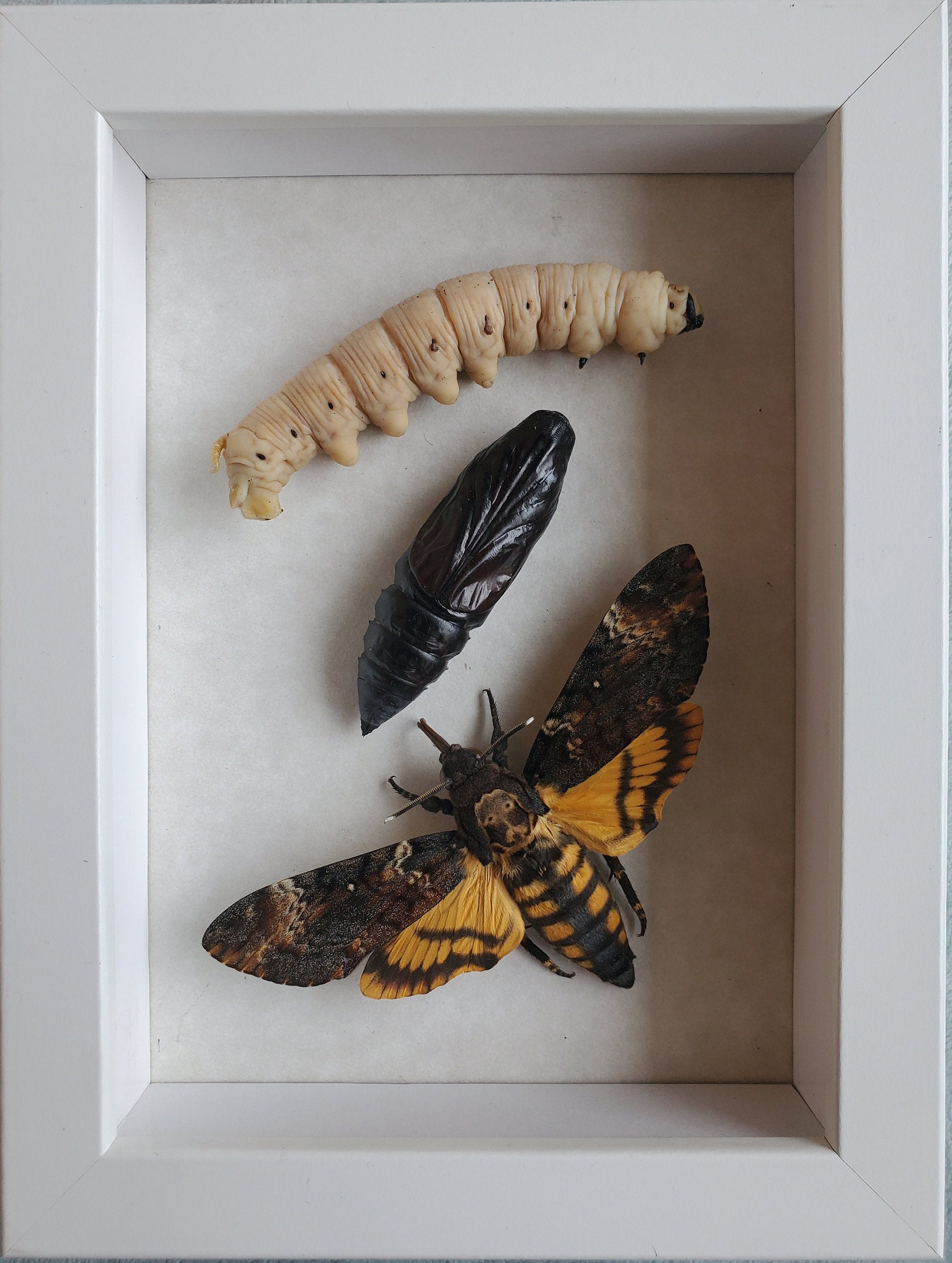 Real Death Head Moth Etsy Australia