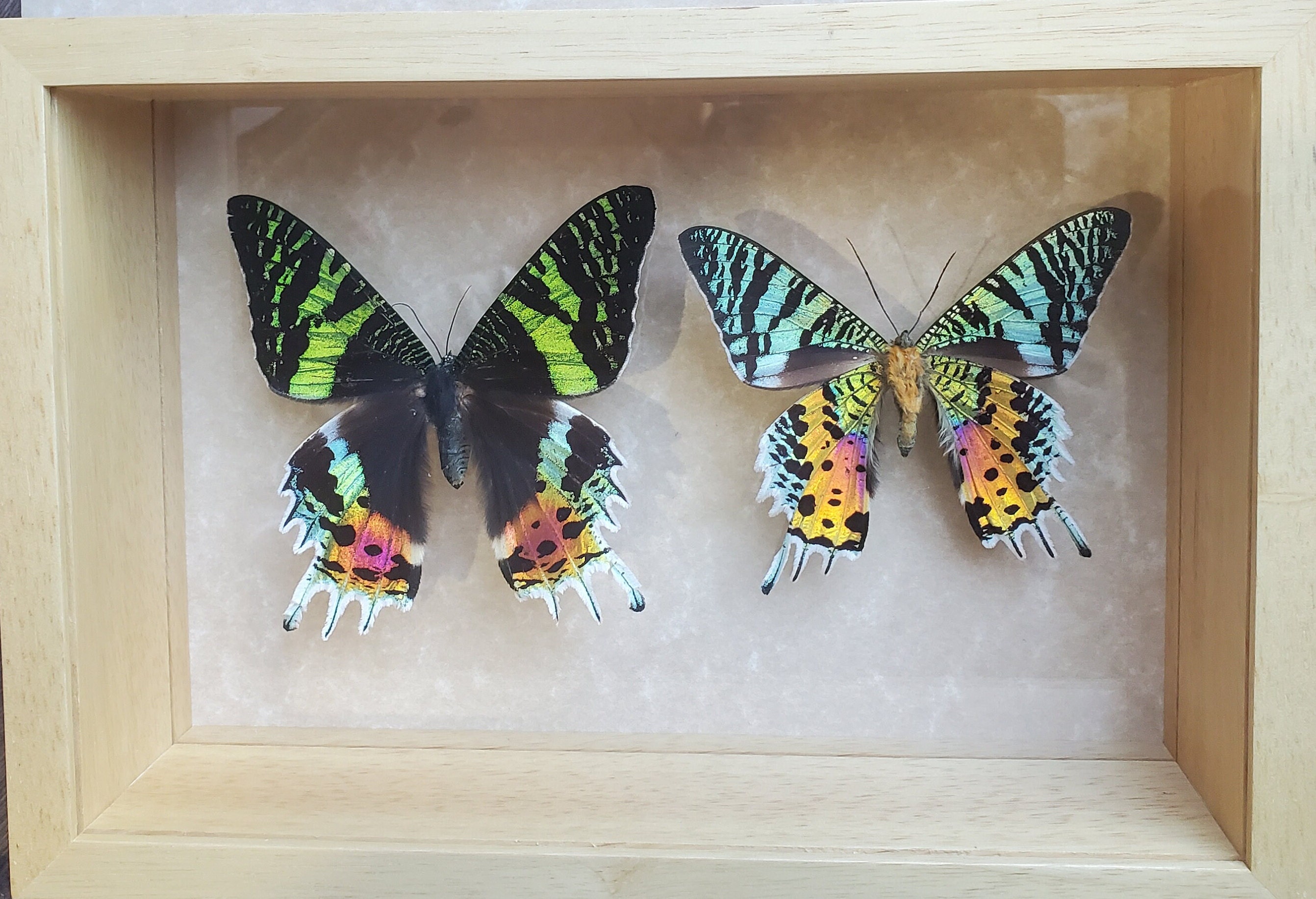 Sunset Moth Urania Rhipheus Madagascar Pair Double Glass Frame - Etsy