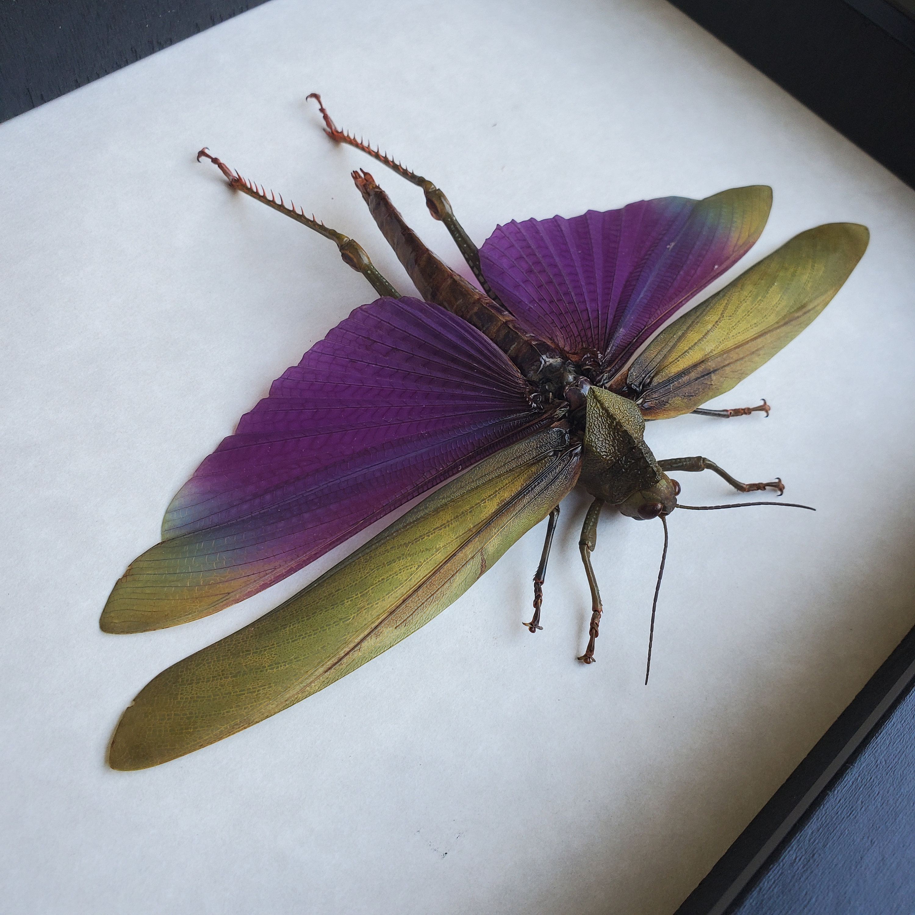 Huge Violet Winged Real Locust Titanacris Albipes Framed