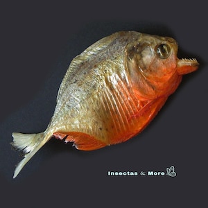 May include: A preserved piranha specimen with a deep, compressed body, featuring a dark grey dorsal area transitioning into a vibrant orange underside. The fish has a prominent jaw with visible teeth, a clear eye, and a small tail fin. Text reads Insectas & More.