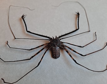 Tailless Whip Scorpion Phrynus Reniformis Framed Arachnid Shadowbox Display