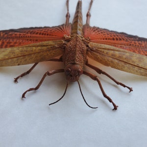 May include: A close-up of a brown and orange grasshopper with long legs and antennae. The grasshopper is on a white background.
