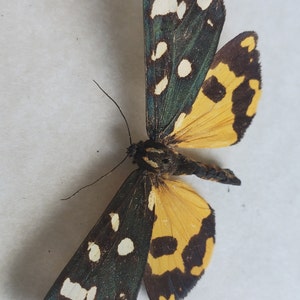 Panaxia Scarlet Tiger Moth Callimorpha Dominula Framed Arctiinae Shadowbox Display image 3