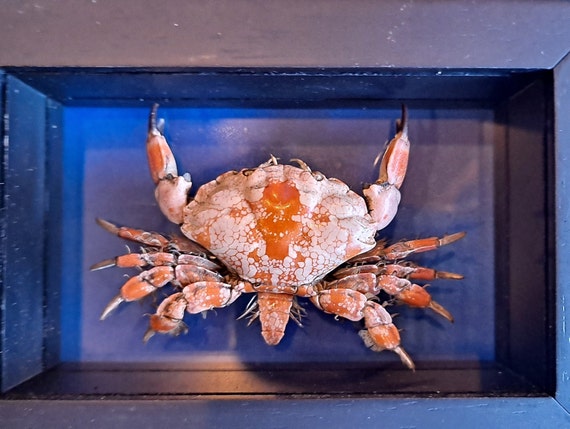 Mosaic Reef Crab Lophozozymus Pictor Framed Crustacean Double